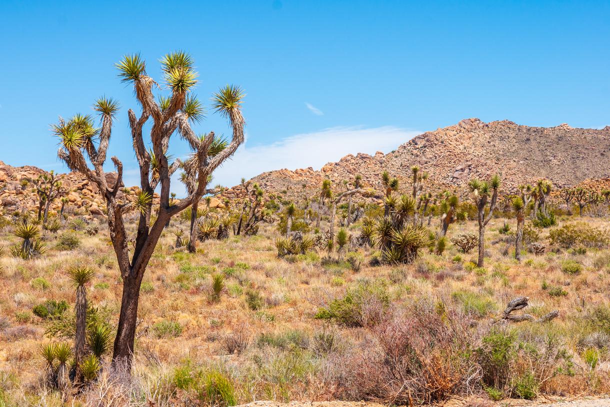 Your Guide to Joshua Tree National Park