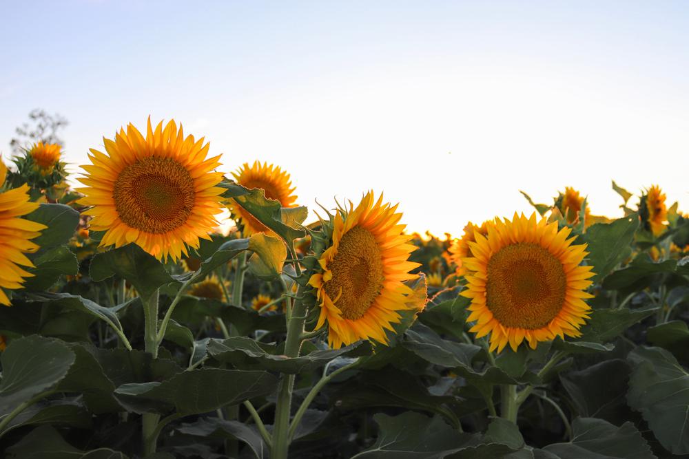 11+ Beautiful California Flower Fields You Must Visit This Spring