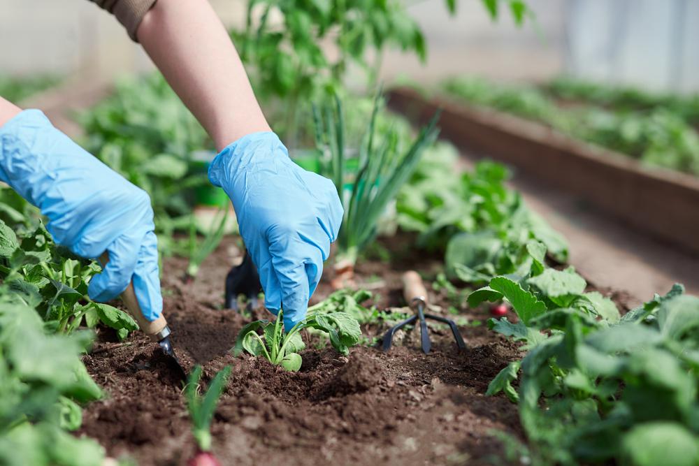 how-to-prep-soil-for-planting-your-california-spring-garden