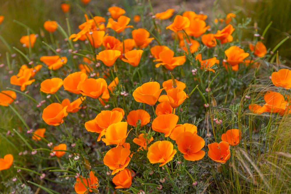 How to Plant and Grow California Poppy