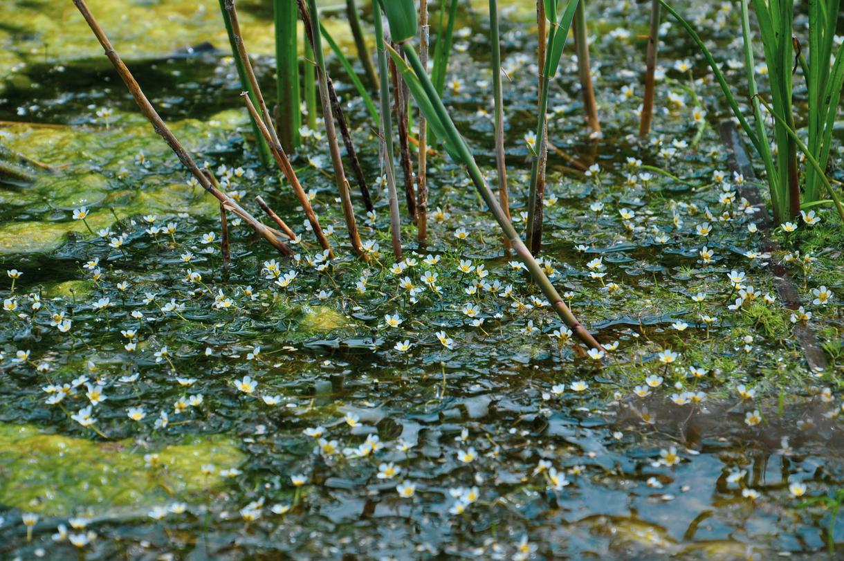 7 Most Unusual And Rare Plants Found In California