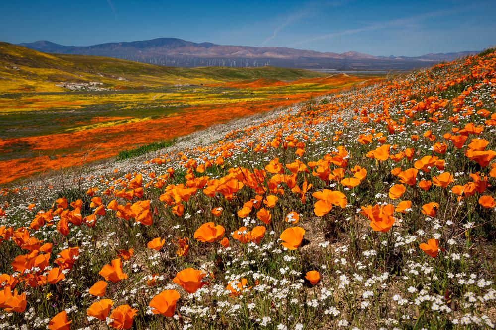 places to visit in california during spring