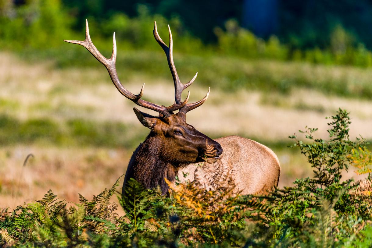 Humboldt Redwoods State Park: Your Gateway to the Giants