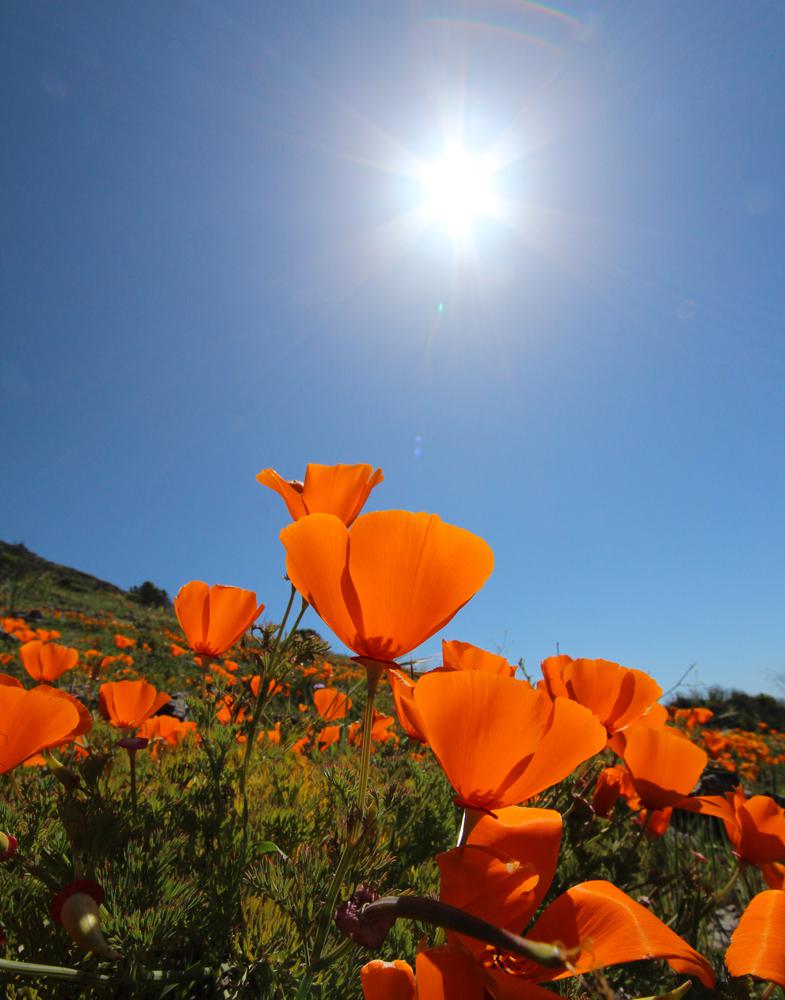 How to Grow California Poppies