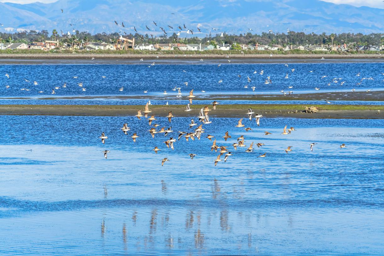 california wildlife tours