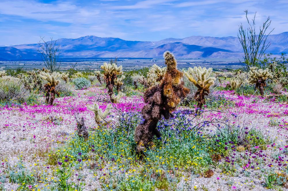 California's superbloom is so big and bright, it can be seen from space