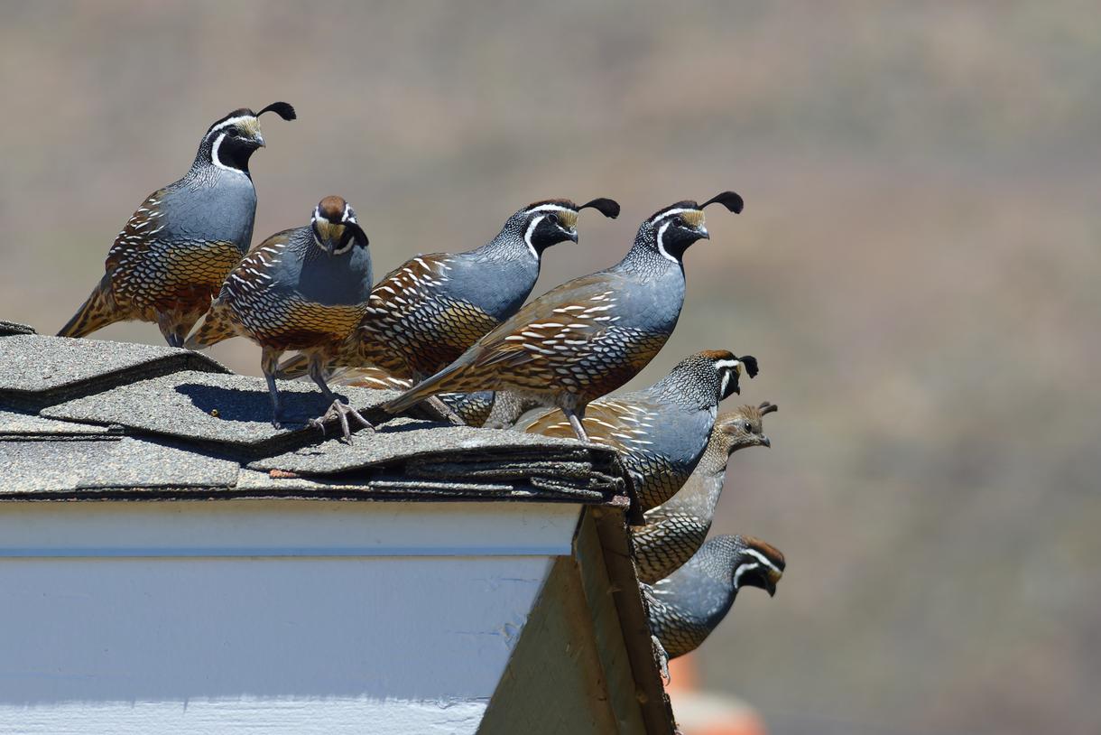 what-is-the-california-state-bird