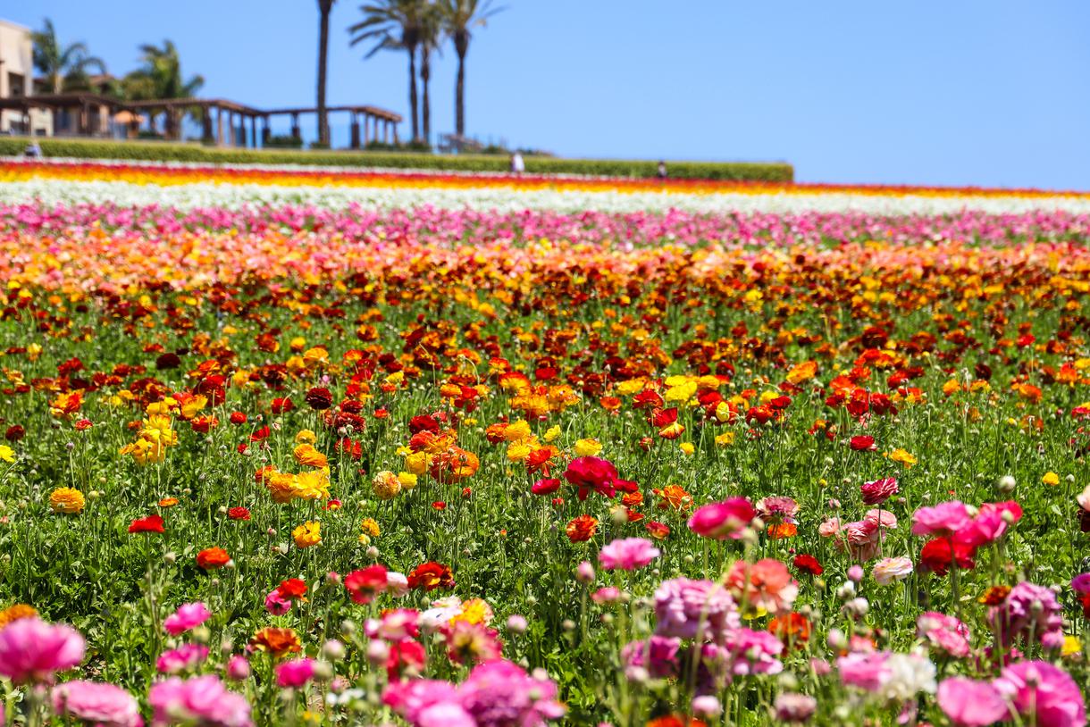 best cities to visit in california in march