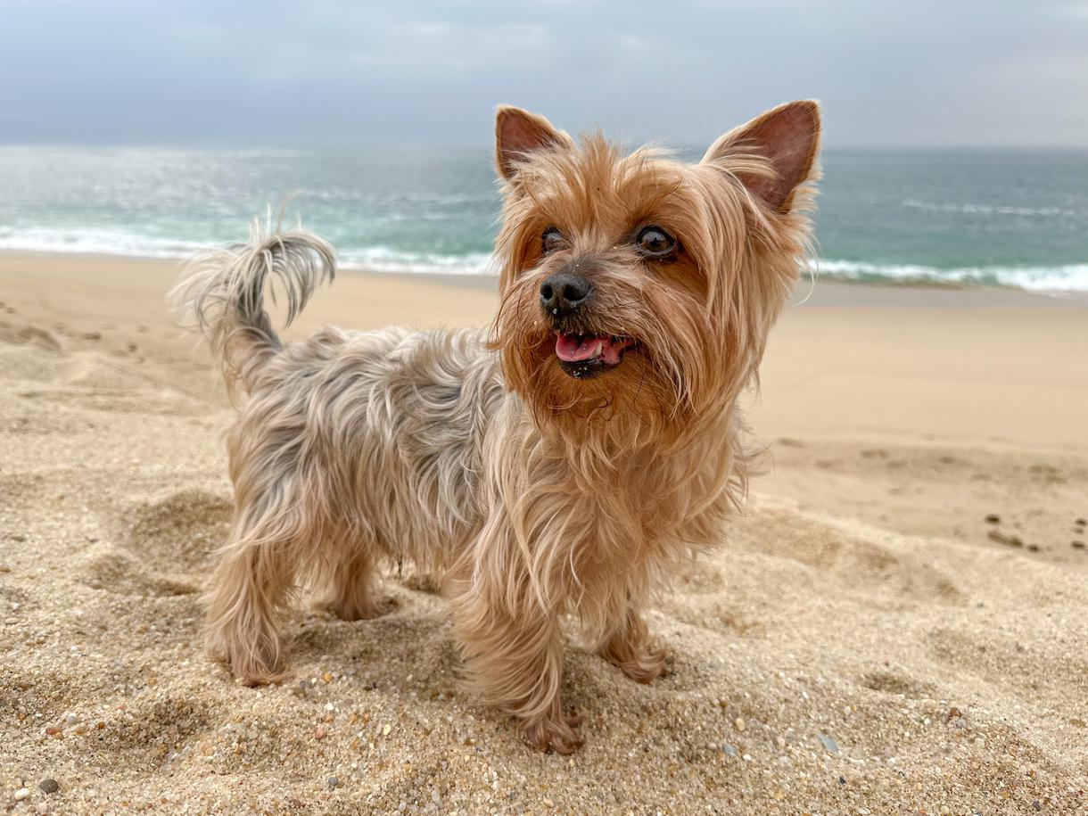 Top 10 Most Common Dog Breeds in California