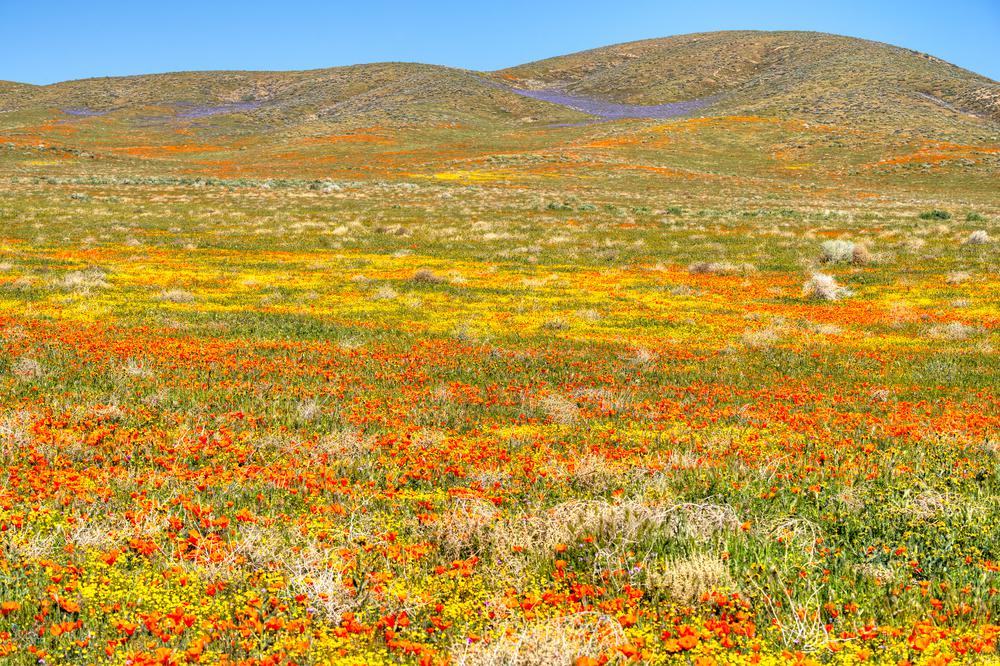 11+ Beautiful California Flower Fields You Must Visit This Spring
