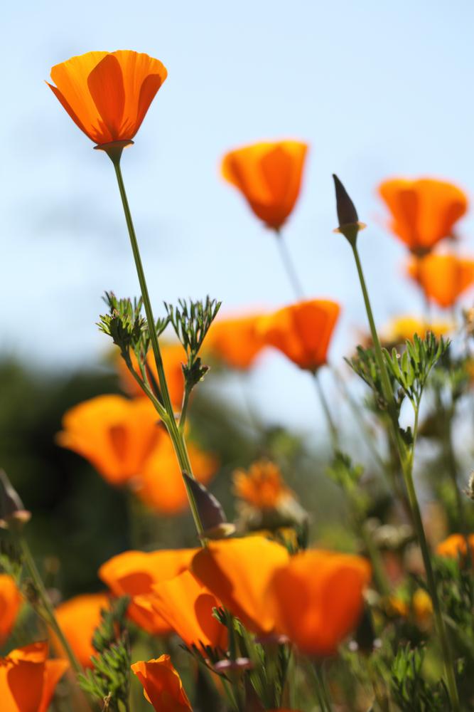 How to Grow California Poppies