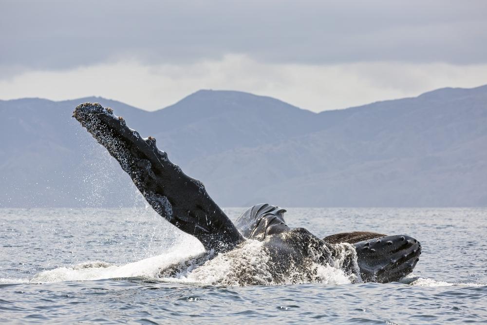 whale watching tours in california