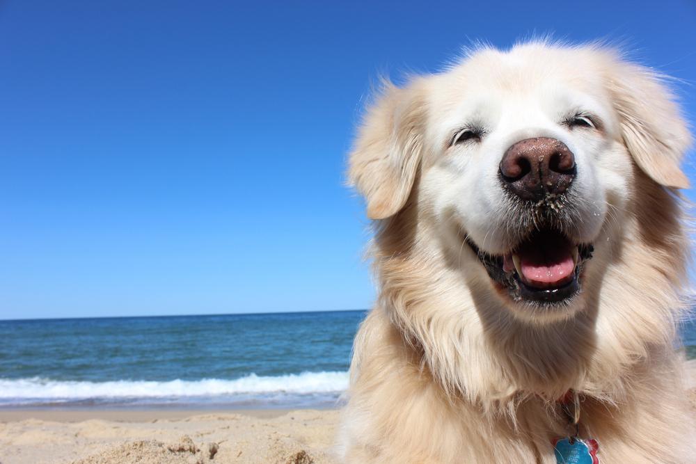 The Best Dog-Friendly Beaches in California