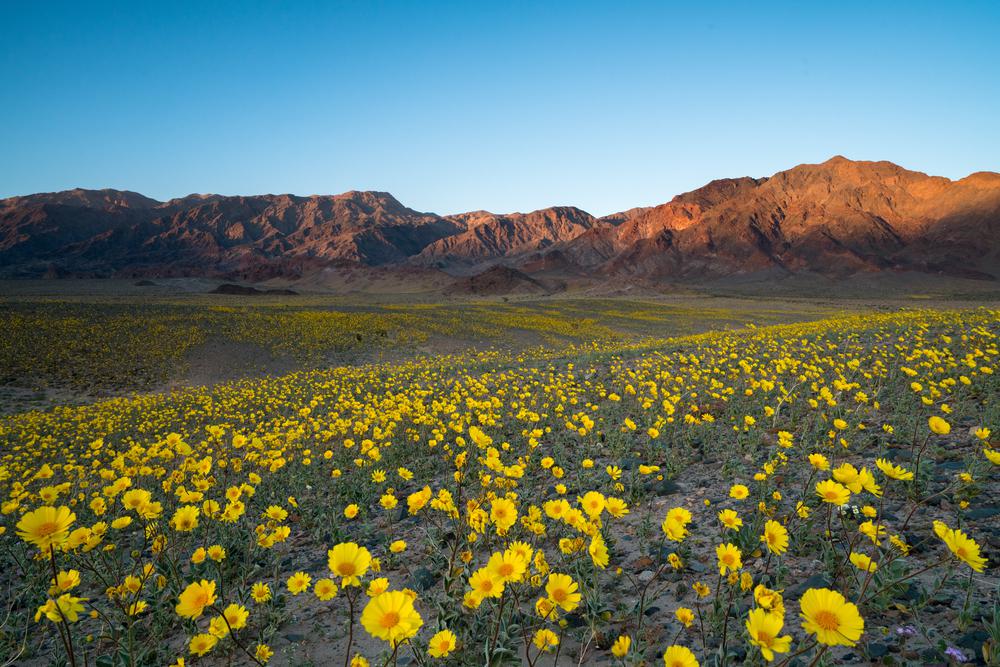 Where to See California's Spring Flowers in Every Region