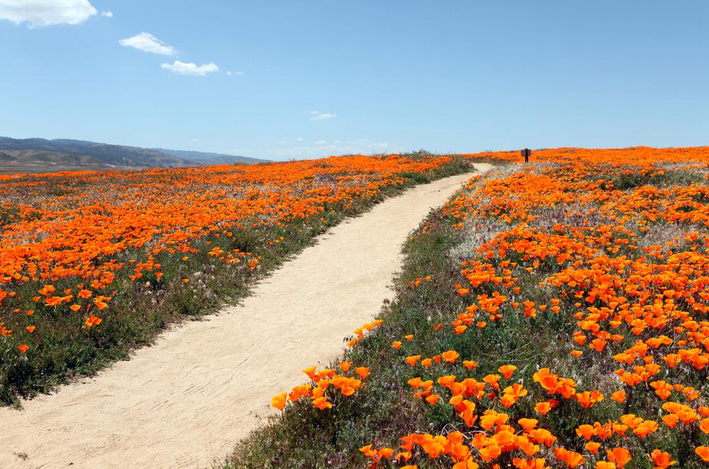 California Landscape with high quality Poppies