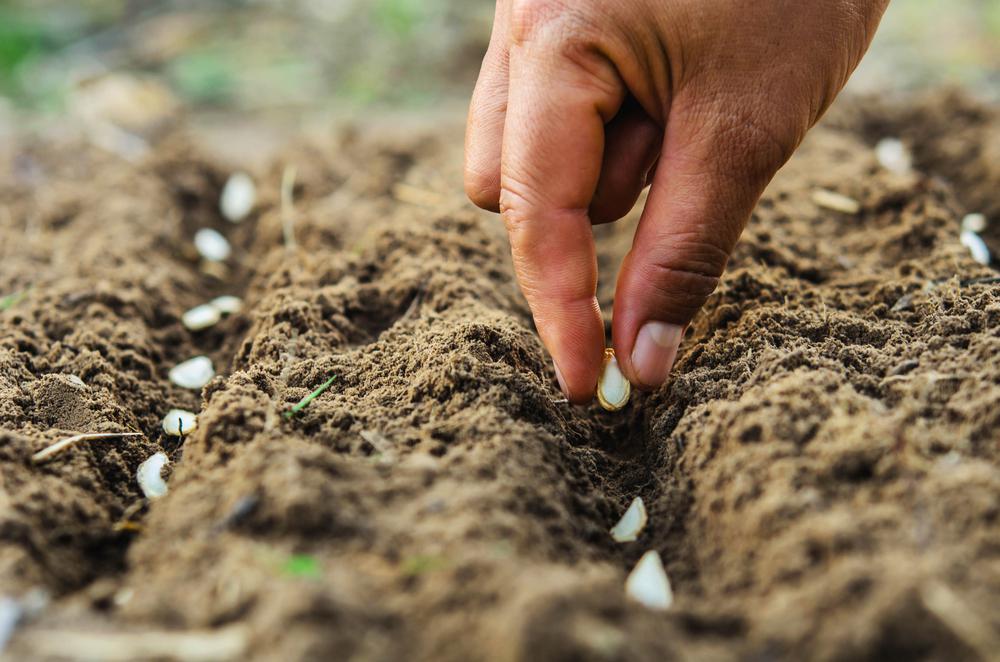 What's the best soil you'd recommend for flower seeds? : r/gardening