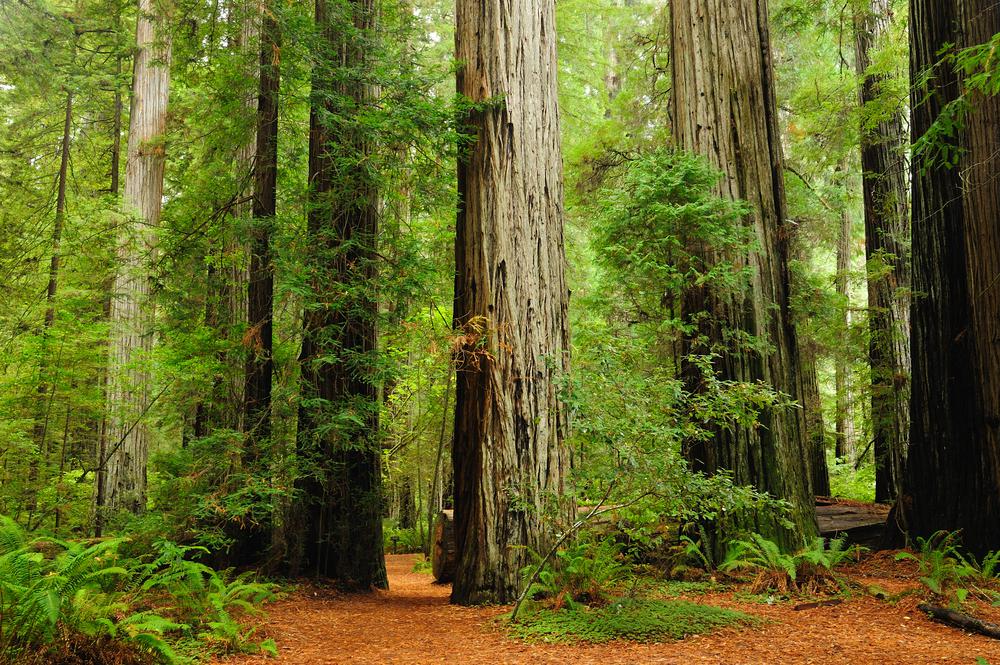 The Ultimate Guide to Redwood National Park