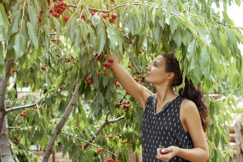 Where To Go CherryPicking in Brentwood, CA
