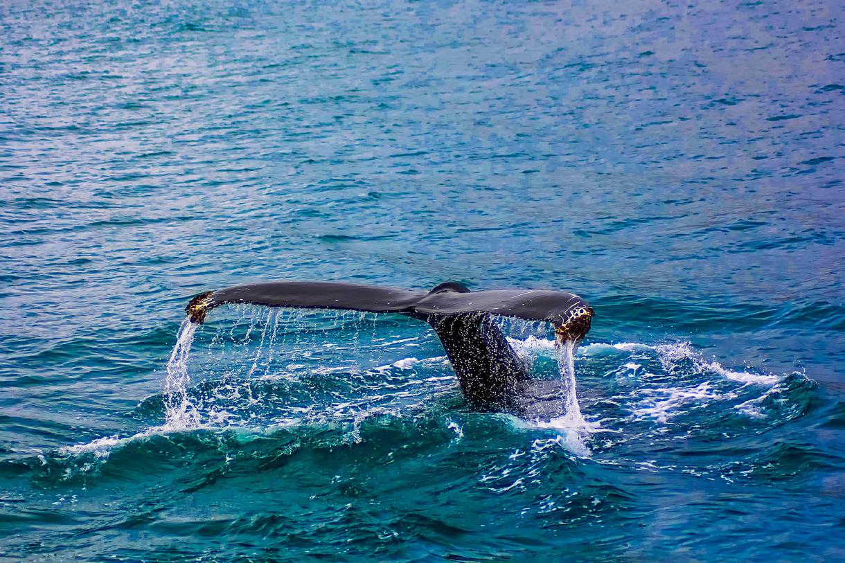 whale watching tours in california
