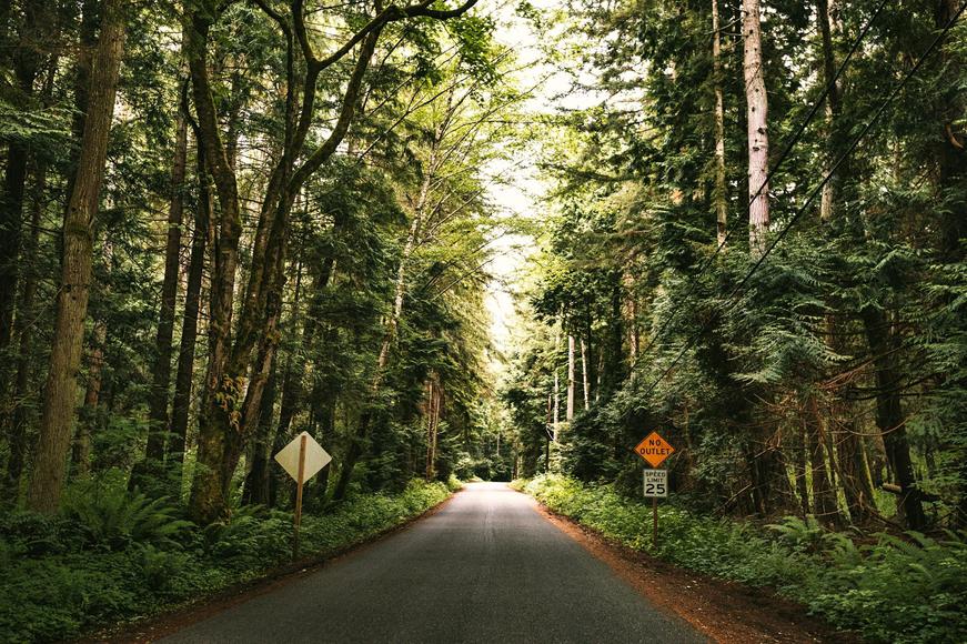 Where to Go Forest Bathing in California
