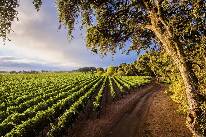 9 Ways Sonoma County Can Offer a Lifestyle You Enjoy
