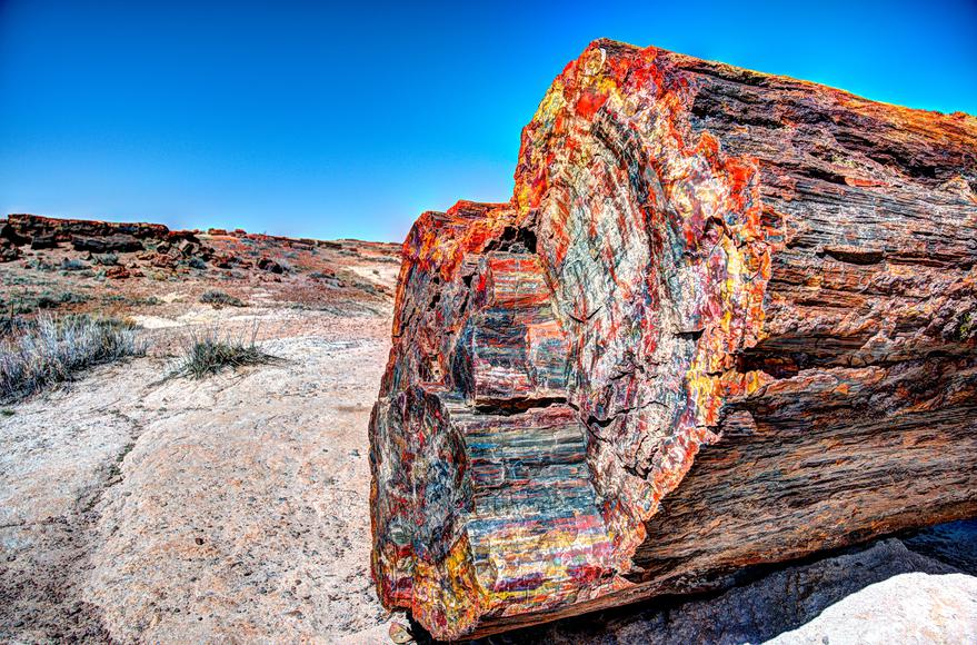 Everything You Need to Know About California’s Petrified Forest