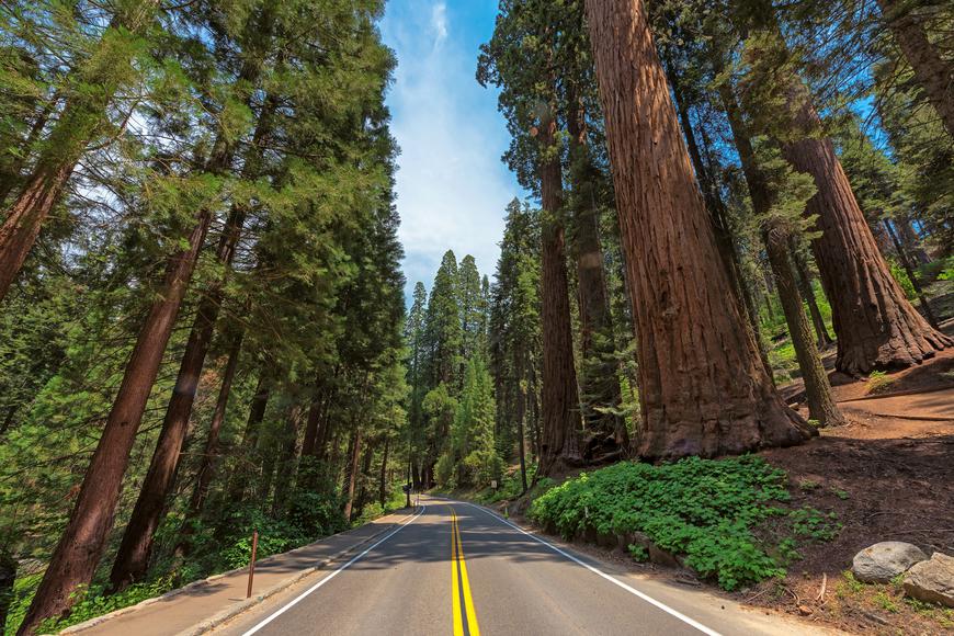 Avenue of the Giants: The Redwoods Road Trip You Need to Take