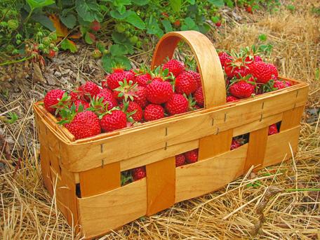 The Best U-Pick Farms In The Central Valley
