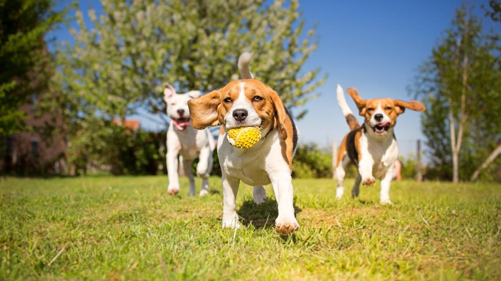 The 5 Best Dog Parks in Contra Costa County