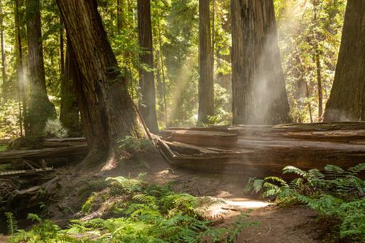 These Are The Best Forests in California