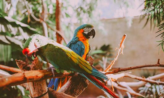 Go Wild: Here Are the 5 Best Zoos in California