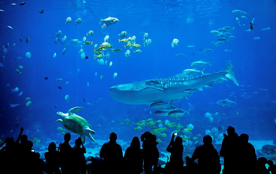 The 5 Best California Aquariums for Kids and Adults