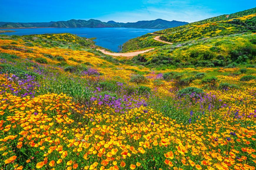 The Most Beautiful Places to See California Wildflowers