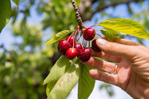 Where To Go Cherry-Picking in Brentwood, CA