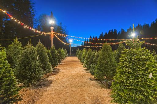 Great Christmas Tree Lots Near Los Angeles