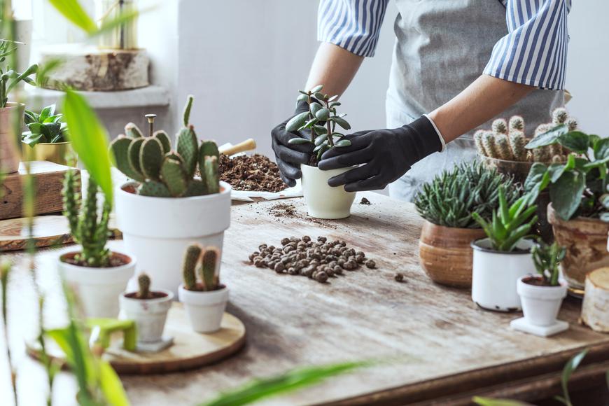 How to Create the DIY Succulent Gardens of Your Dreams