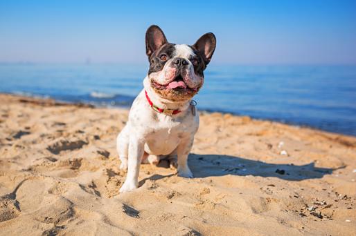 San Diego's 7 Best Dog Beaches