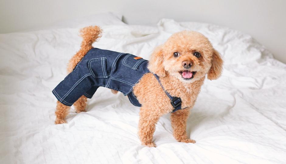 The Best Dog Boutiques for Spoiling Your Pup