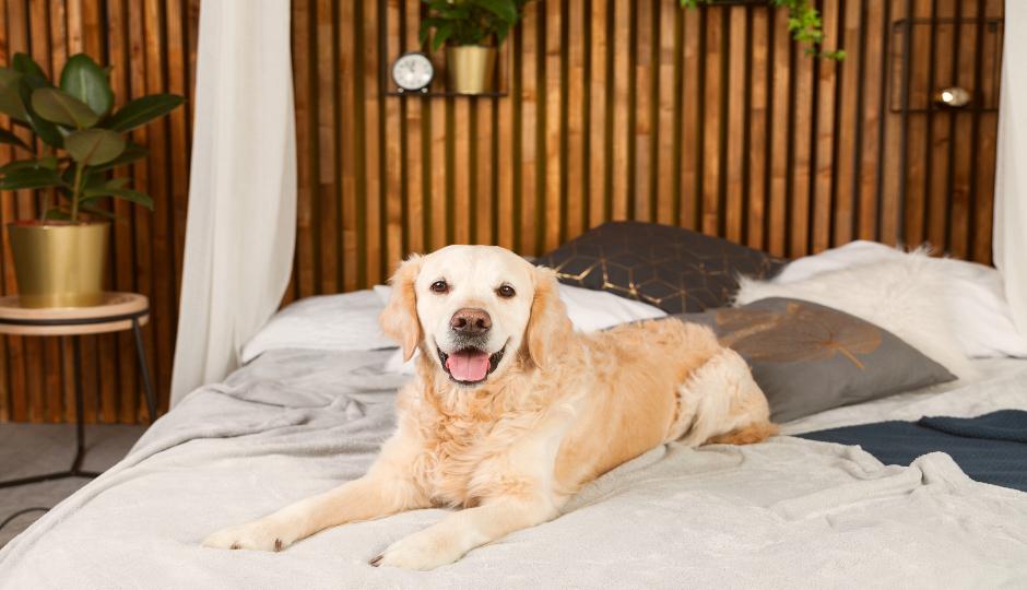 5 Dog-Friendly Hotels in San Diego