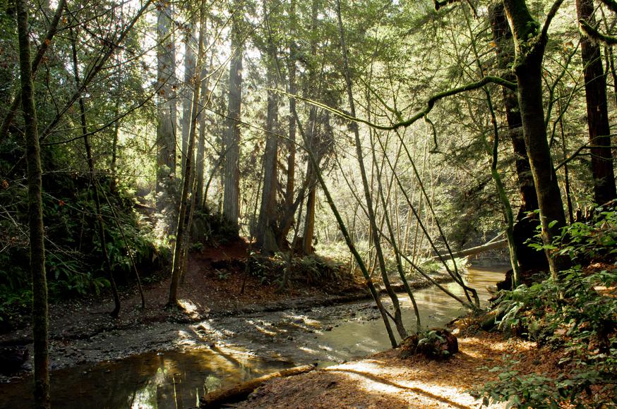 A Guide to Visiting The Forest of Nisene Marks State Park