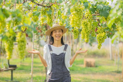 A First-Time Visitor’s Guide to Wine Country