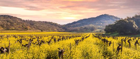 Getaway Guide: Healdsburg, CA
