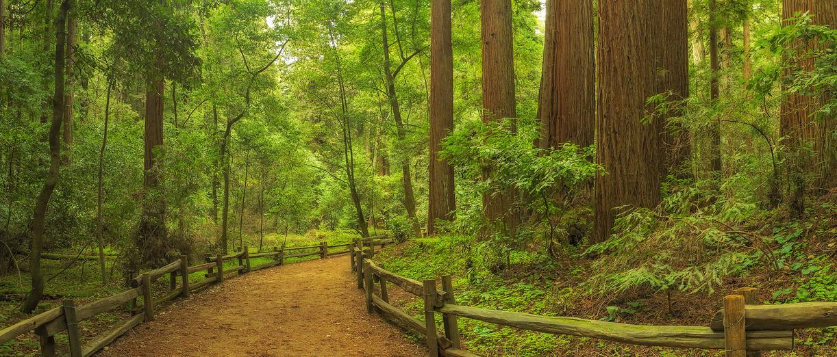 The Ultimate Guide to Henry Cowell Redwoods State Park
