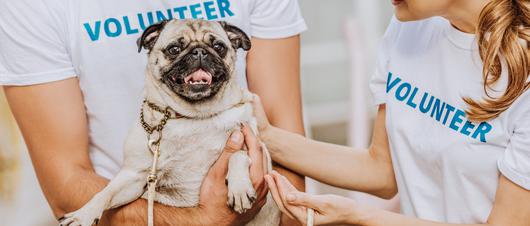 Volunteer Your Time at These East Bay Nonprofits