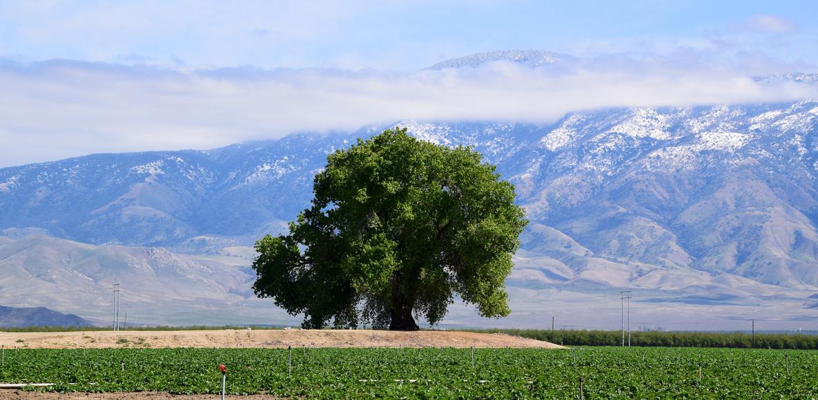 Charms of Lamont: Your Small-Town California Paradise