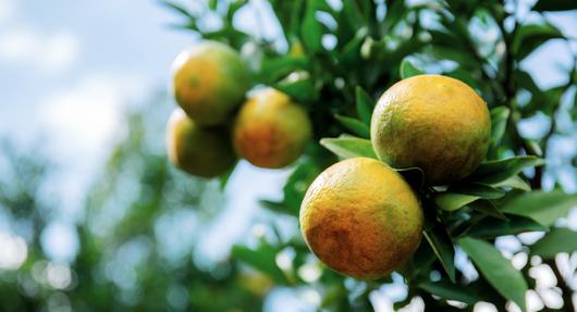 The Delights of Living in Orange Cove, California