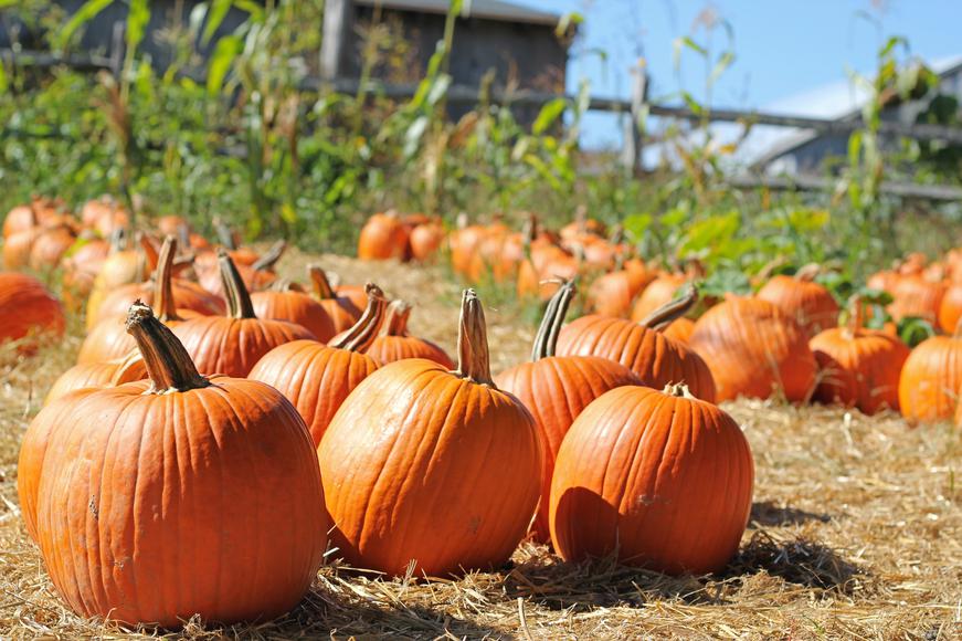 Los Angeles Pumpkin Patches You Don’t Want To Miss