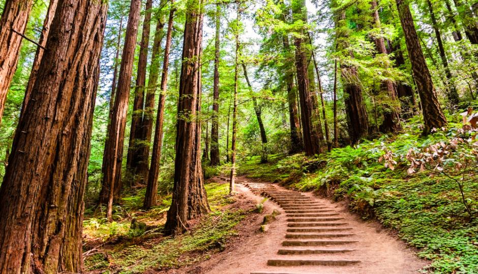 What to See and Do in Muir Woods National Monument
