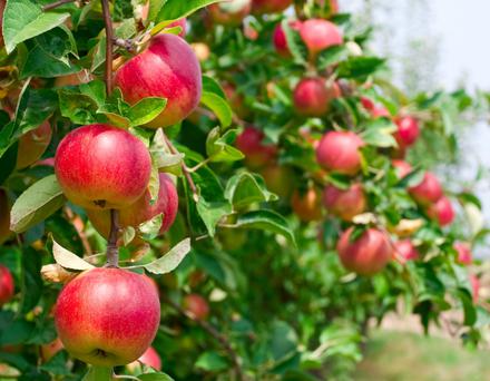 Your Autumn Guide to Apple Hill