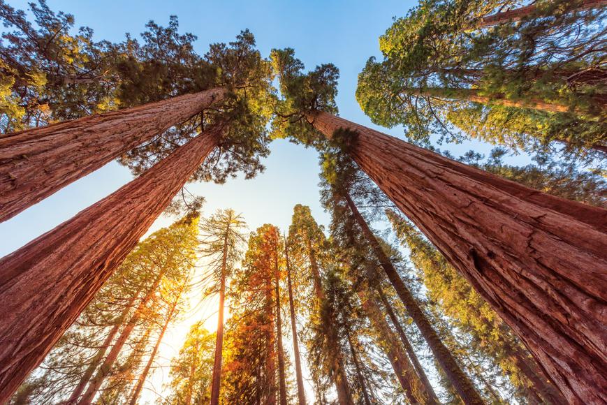 A Guide to Sequoia and Kings Canyon National Parks